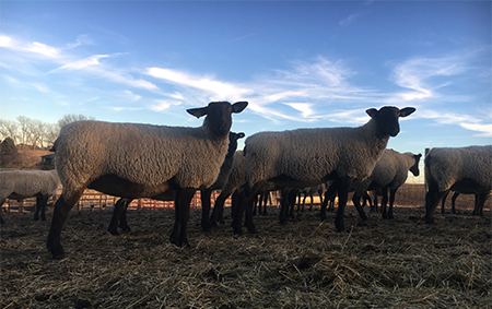 Barzel Suffolks