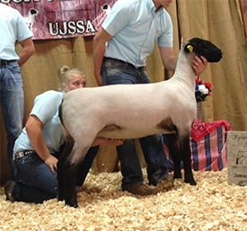 Barzel Suffolks