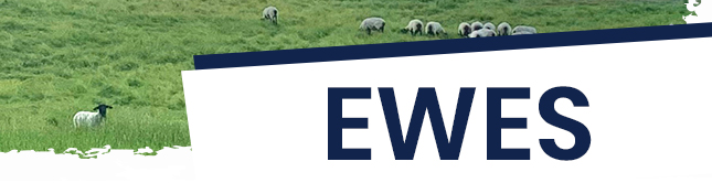 Ewes