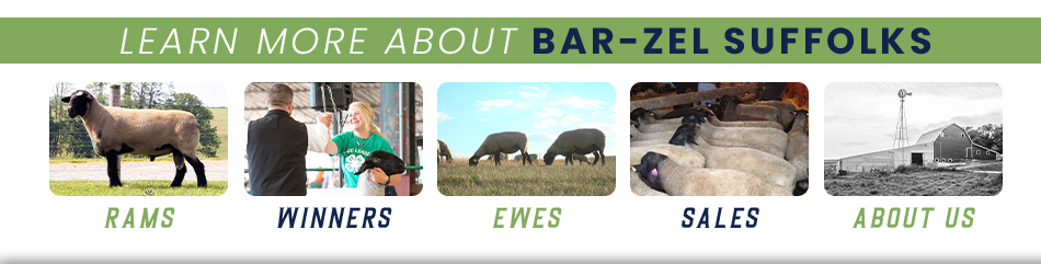 Bar-Zel Suffolks