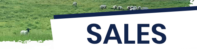 Sales